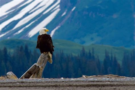 Observing the Majestic Bald Eagle in its Natural Habitat