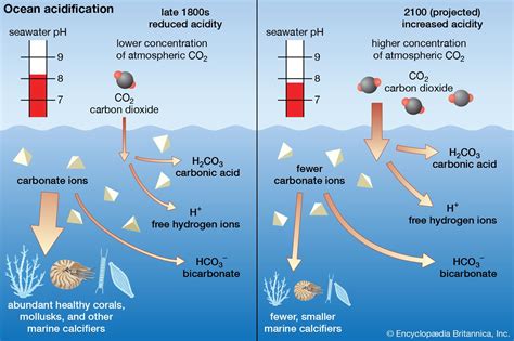 Ocean Acidification: Altering the Chemistry of our Marine Ecosystem