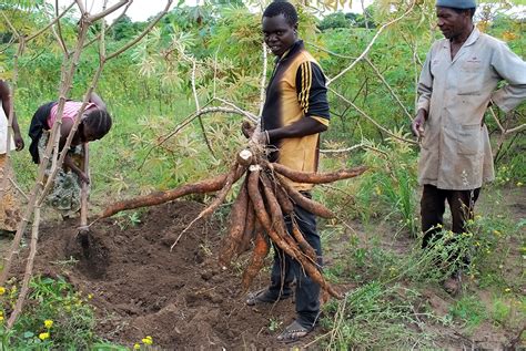 Optimizing Cassava Harvesting Techniques for Increased Yields