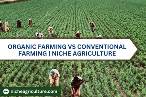 Organic vs. Conventional: Which Is the Better Option for Farm-fresh Dairy?