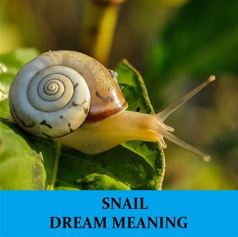 Origins and Triggers of Snail Intrusion Dreams