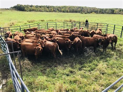 Outsmarting the Bovine Pursuers: Techniques to Ensure Your Safety