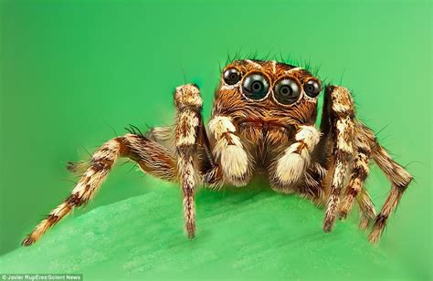 Overcoming Anxiety Linked to Frightful Arachnid Visions