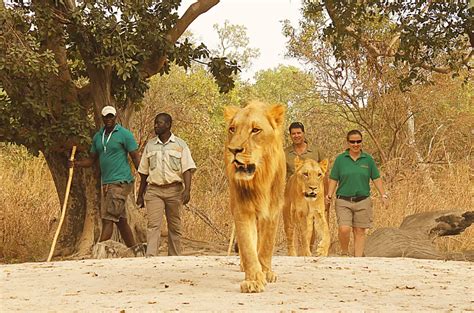 Overcoming Challenges: Deciphering the Lion Encounter as an Opportunity