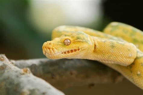 Overcoming Fear: Conquering Challenges Portrayed in Snake Dreams