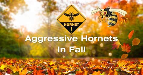 Overcoming Fear: Surviving an Encounter with Aggressive Hornets