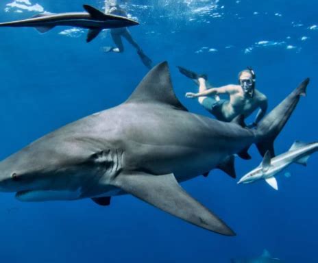 Overcoming Fear and Building Confidence as You Experience the Magic of Swimming Alongside Majestic Marine Creatures