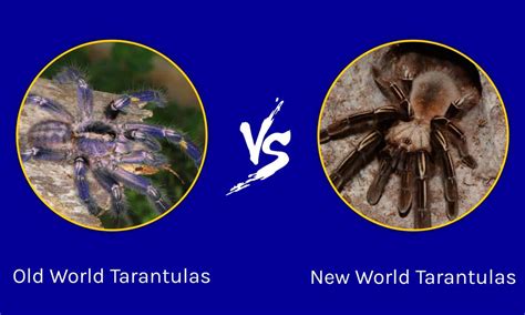 Overcoming Fears Through Education: Exploring the World of Tarantulas