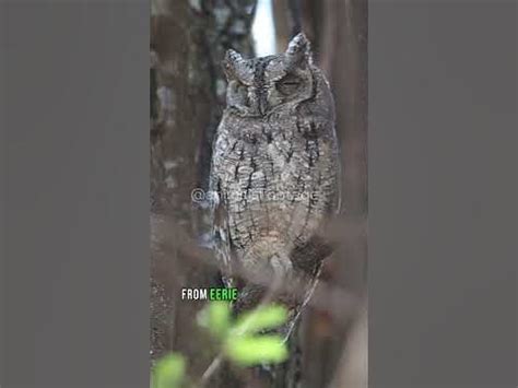 Owl Observations: Disclosing the Enigmas of Nocturnal Creatures