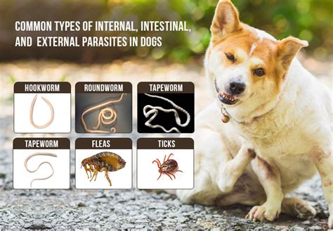 Parasitic Worms: A Common Challenge in Canines