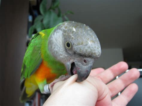 Parrot Biting as a Reflection of Communication Challenges