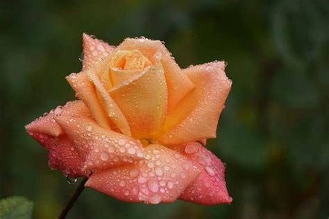 Peach Roses in Different Cultures: Significance and Traditions