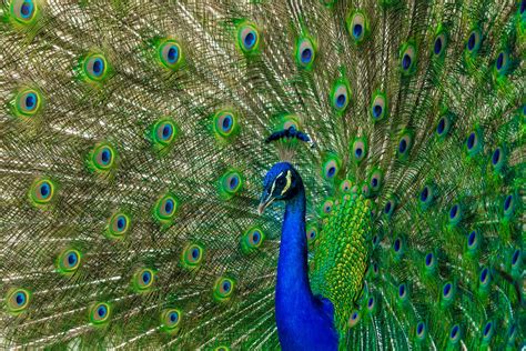 Peacock Feathers: A Symbol of Transformation and Renewal