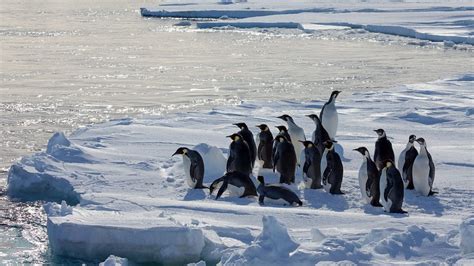 Penguin Dreams and Climate Change: Can They Foretell a Massive Die-Off?