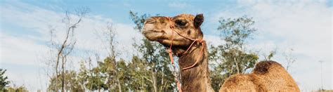 Personal Experiences: Reflecting on Encounters with Camel Aggression