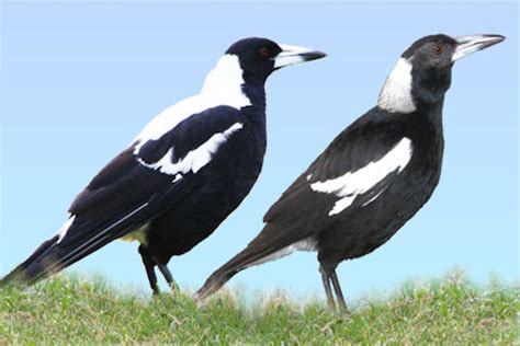 Personal Life and Relationships of Magpie