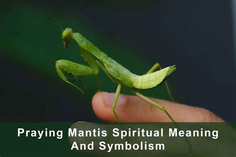 Personal Reflection: Significance of the Praying Mantis Symbol for Individuals