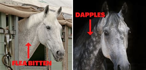 Personal Reflections and Experiences of Envisioning a Dappled Equine