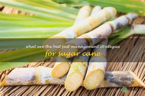 Pest and Weed Management: Strategies for Safeguarding Your Sugar Cane Crop