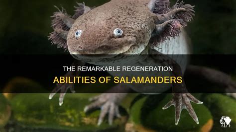 Phenomena of Regeneration: Remarkable Abilities in the Animal Kingdom