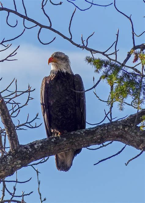 Photographing the Breathtaking Beauty of the Majestic Raptor