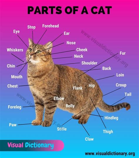 Physical Appearance Details of Fascinating Kitty Socal