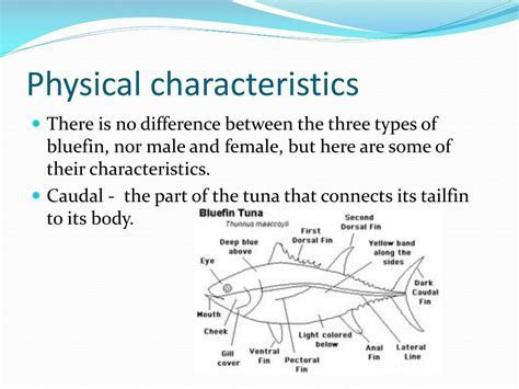 Physical Appearance and Figure of Tuna Kimuratsu