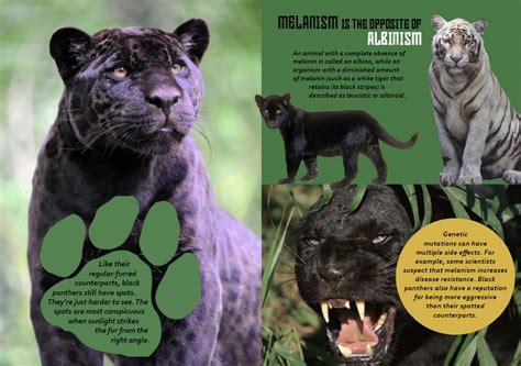 Physical Appearance and Height of Panther