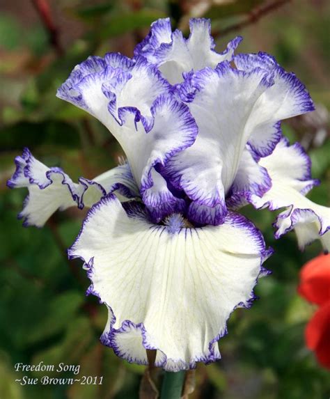 Physical Appearance of Iris Freedom