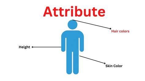 Physical Attributes Analysis