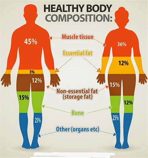 Physical Attributes and Body Composition of Rayveness