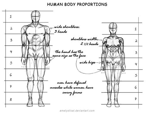 Physical Attributes and Body Proportions