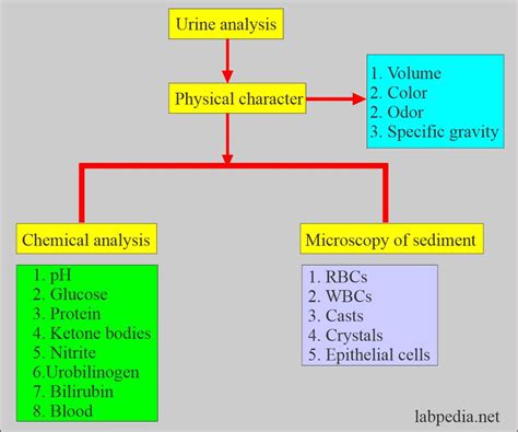 Physical Characteristics Analysis