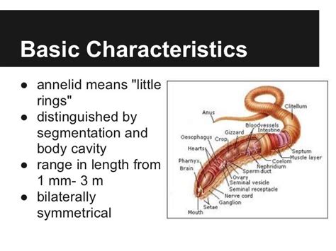 Physical Characteristics of Anneliisa