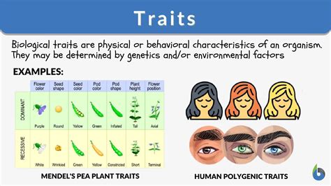 Physical Characteristics of the Prominent Personality