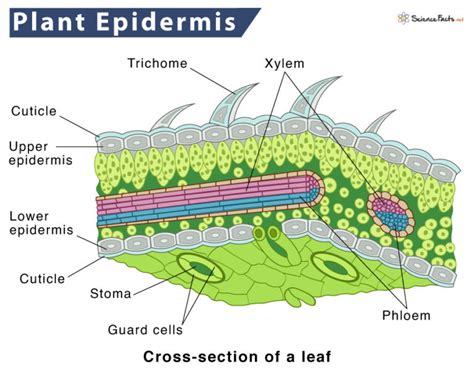 Physical Factors that Can Result in Dreams of Plants Emerging from the Epidermis