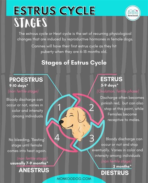 Physical Indications of Canine Estrus