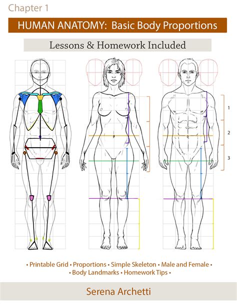 Physical Stat and Body Proportions