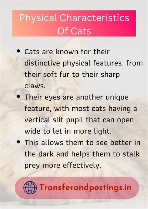 Physical Stature of Cat Chonthicha