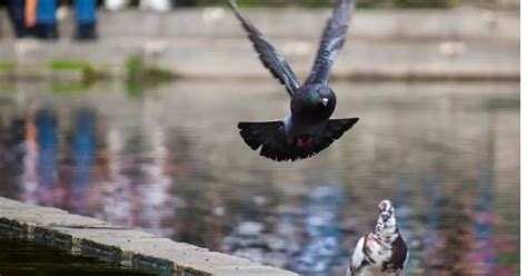 Pigeon Attacks as a Manifestation of Anxiety and Fear: Psychological Analysis