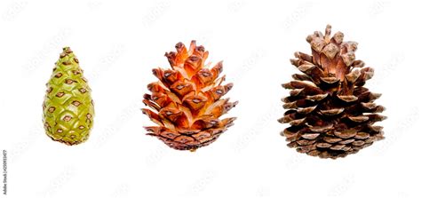 Pine Cones as a Emblem of Rejuvenation and Progression