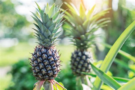 Pineapple Farming Techniques and Practices