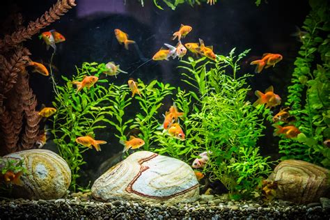 Planning Your Ideal Fish Tank: An In-Depth Guide