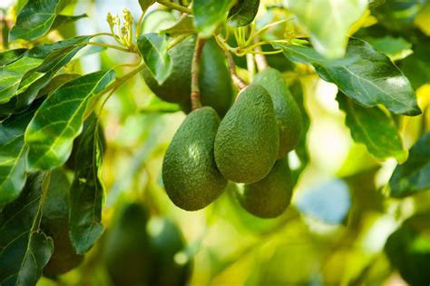 Planting and Growing Your Own Avocado Tree: Tips for Success