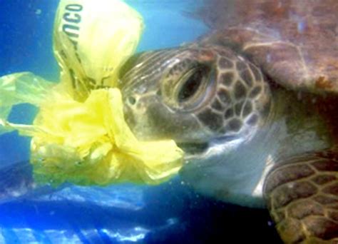 Plastic Pollution: A Silent Killer of Marine Life