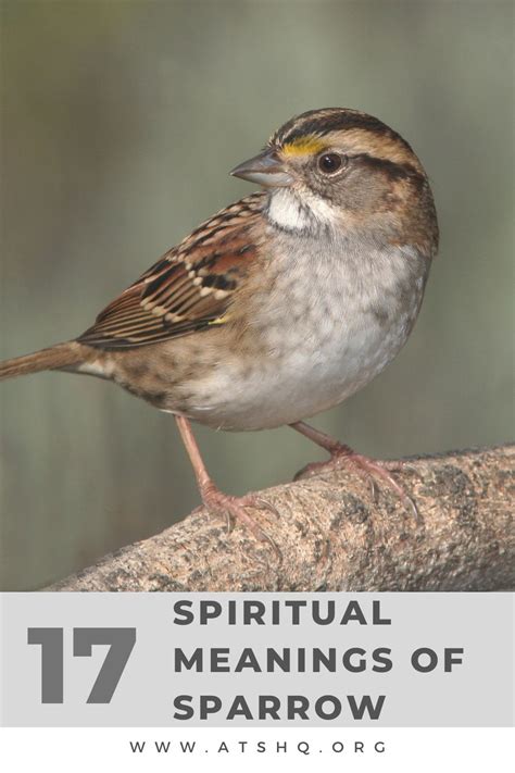 Positive Meanings: Sparrows as Messengers of Hope