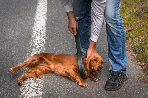 Possible Approaches for Dealing with and Conquering Visions of Cruelty Towards Canines