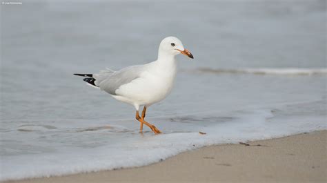 Possible Explanations for Experiencing Seagull Raids in Your Dreams