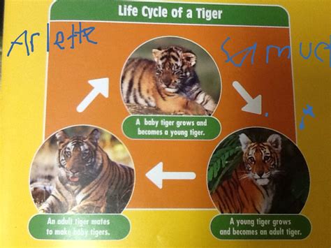 Possible Explanations for Visions of Tigers Taking Your Life