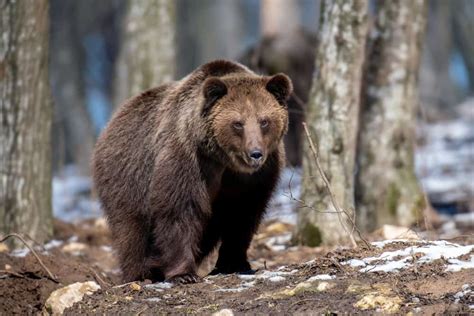 Possible Interpretations of Being Pursued by a Grizzly in One's Nighttime Reverie